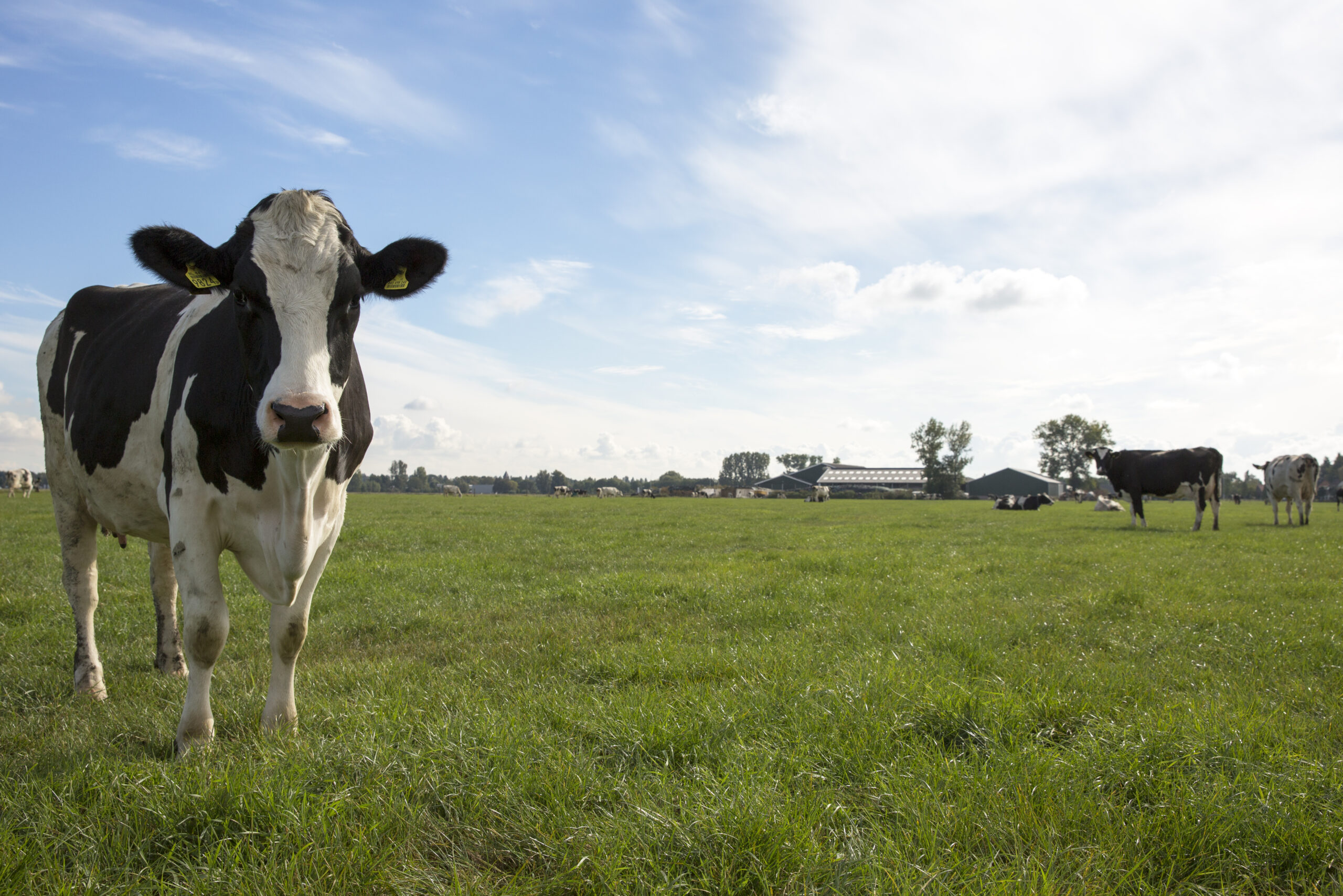 De Lange Hoeve