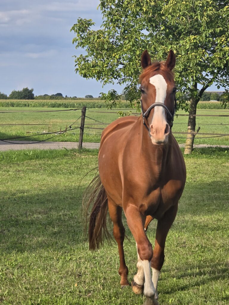 Roxy van De Lange Hoeve
