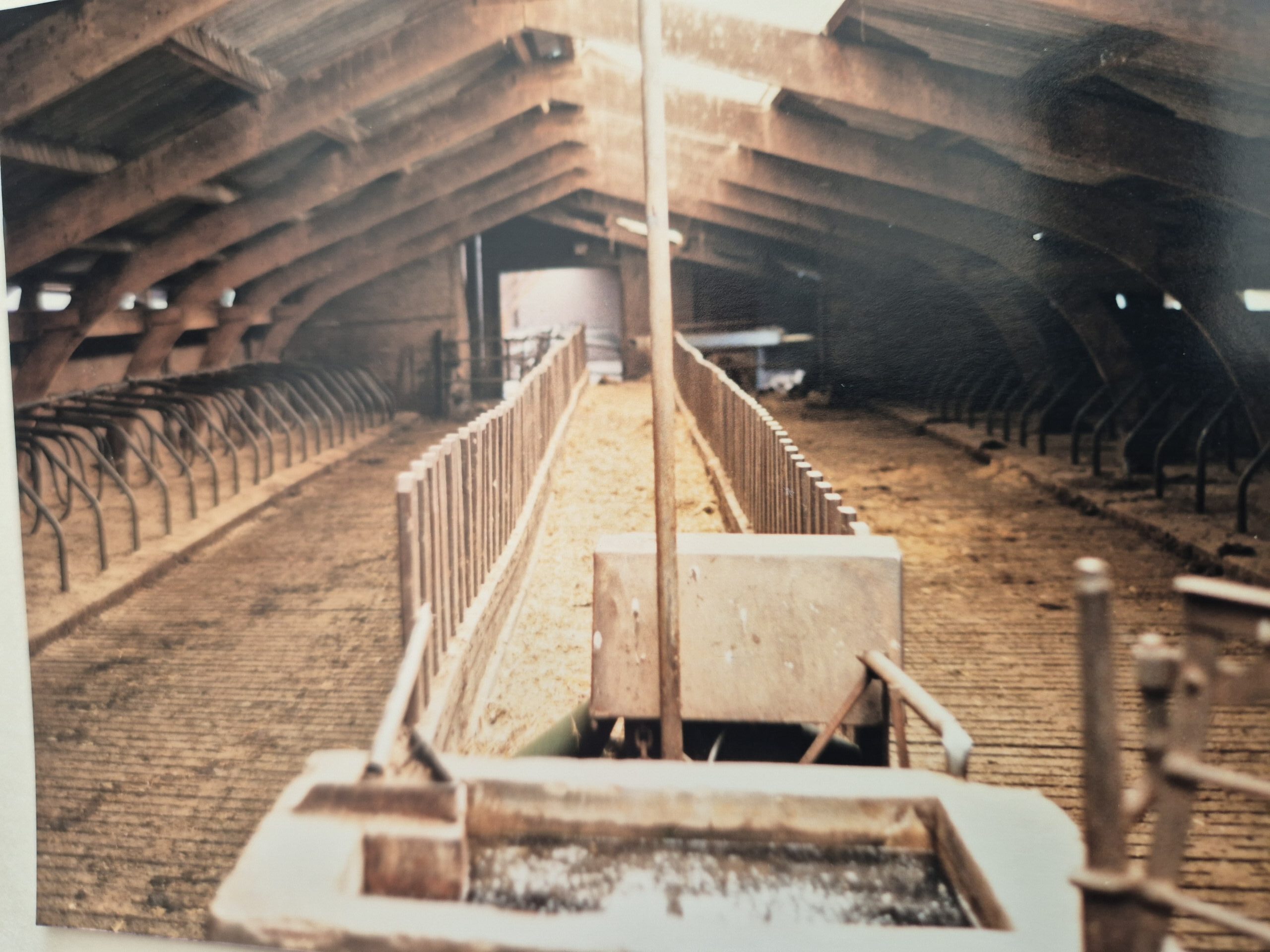 Goudvissen zwemmen in een drinkbak voor koeien op De Lange Hoeve als natuurlijke reinigers van het water.