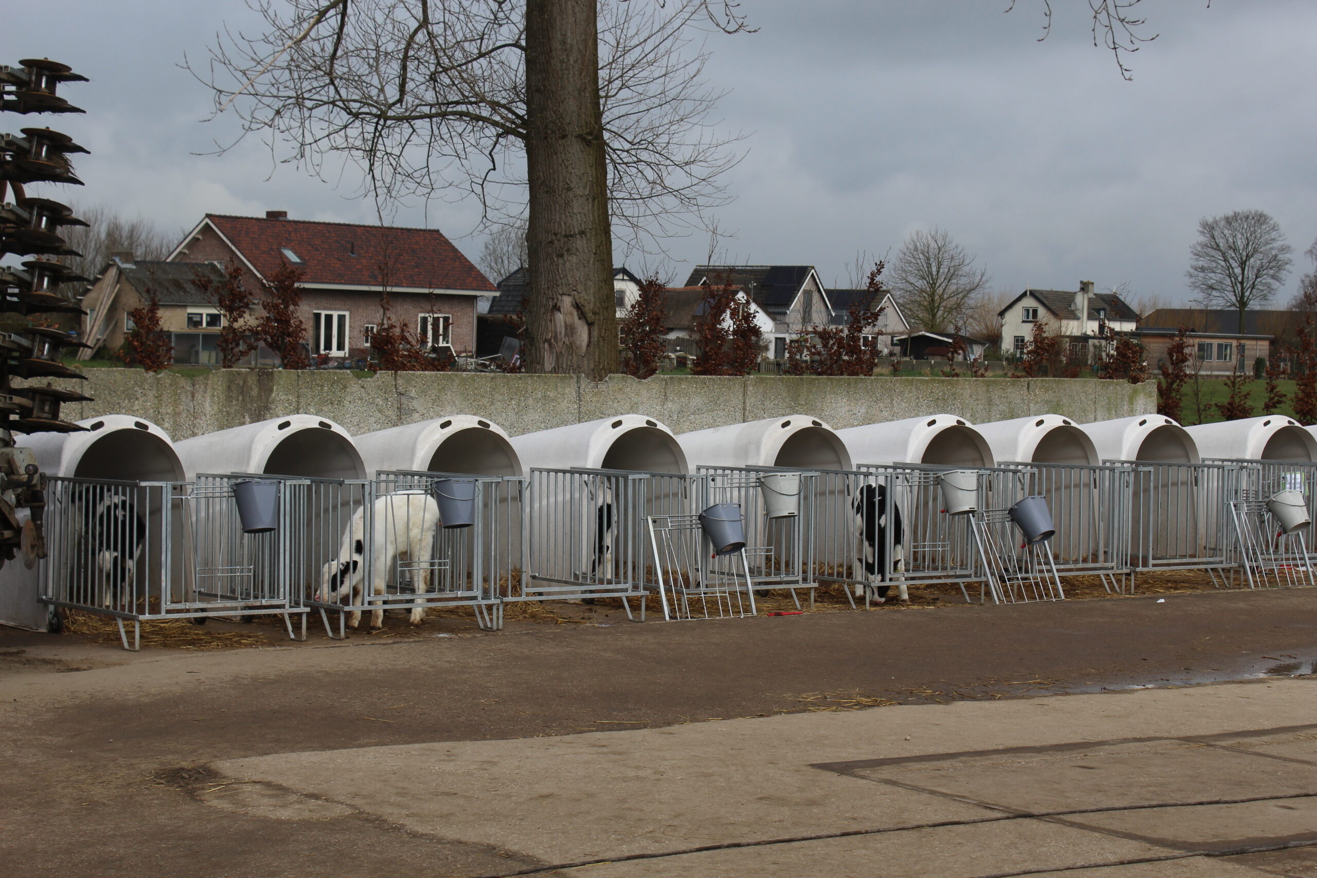 Kalverhutjes op het erf van De Lange Hoeve in het Land van Heusden en Altena, gericht op optimale diergezondheid.