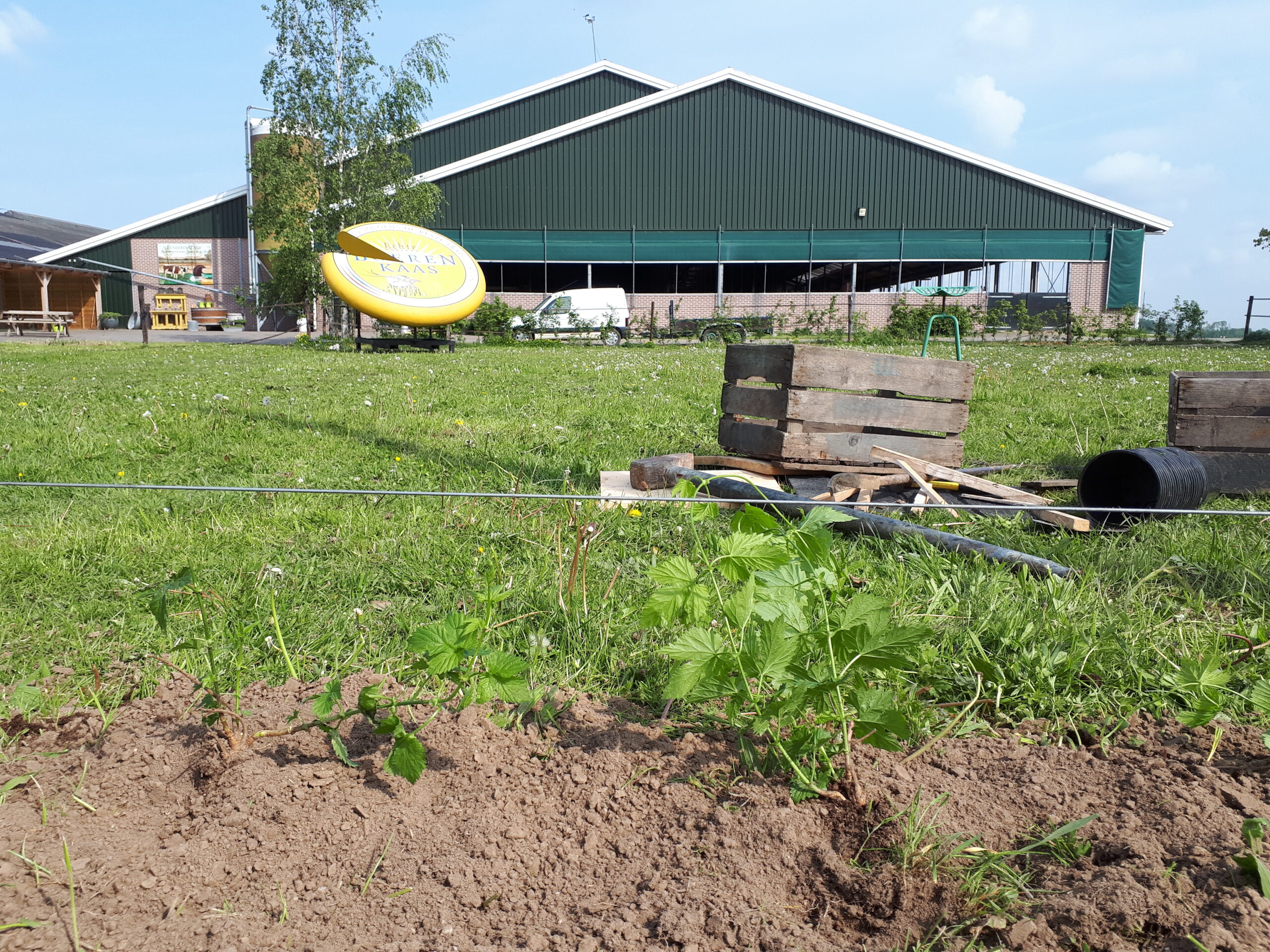 Duurzame hopteelt op de Lange Hoeve: een essentieel ingrediënt voor onze eerlijke streekproducten.