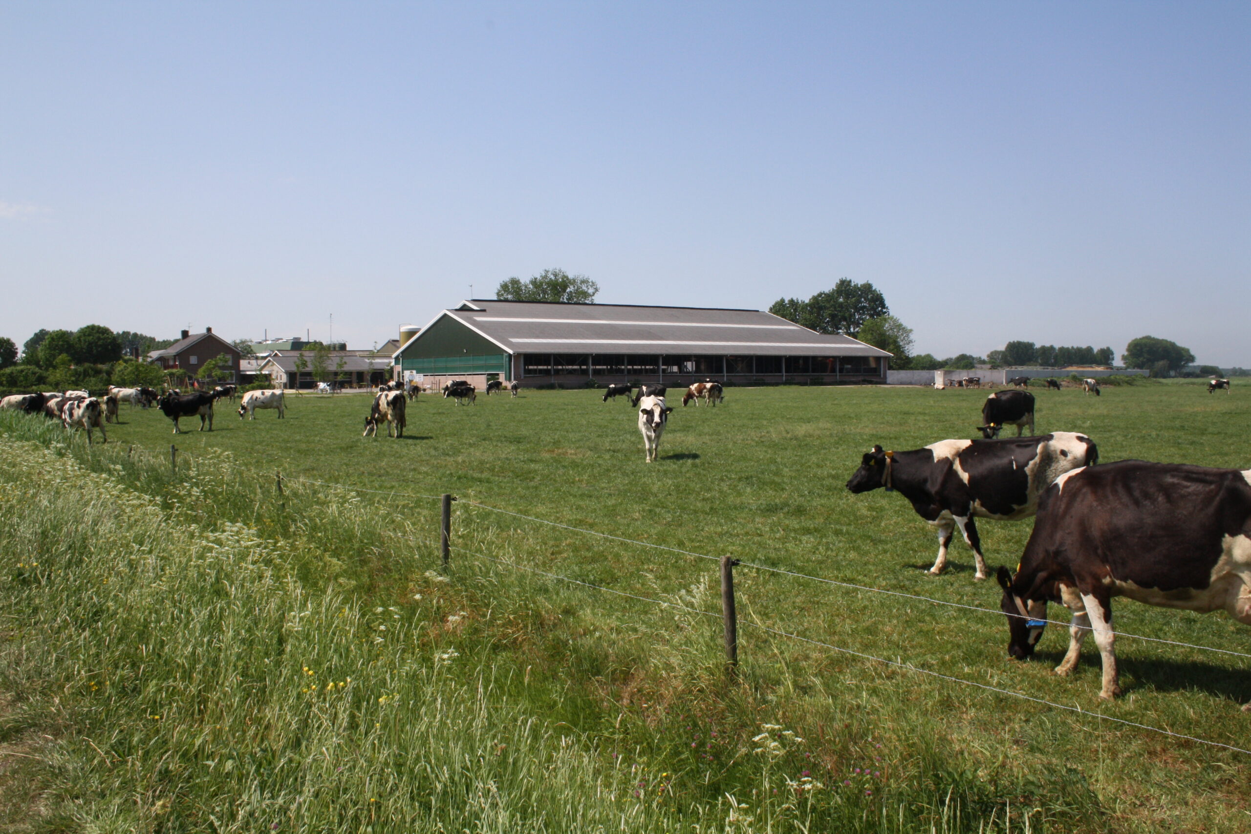 Ambachtelijke graskaas van De Lange Hoeve, gemaakt van de eerste voorjaarsmelk.