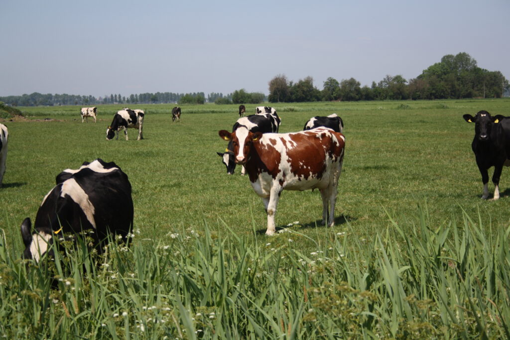 Melkoeien in de wei