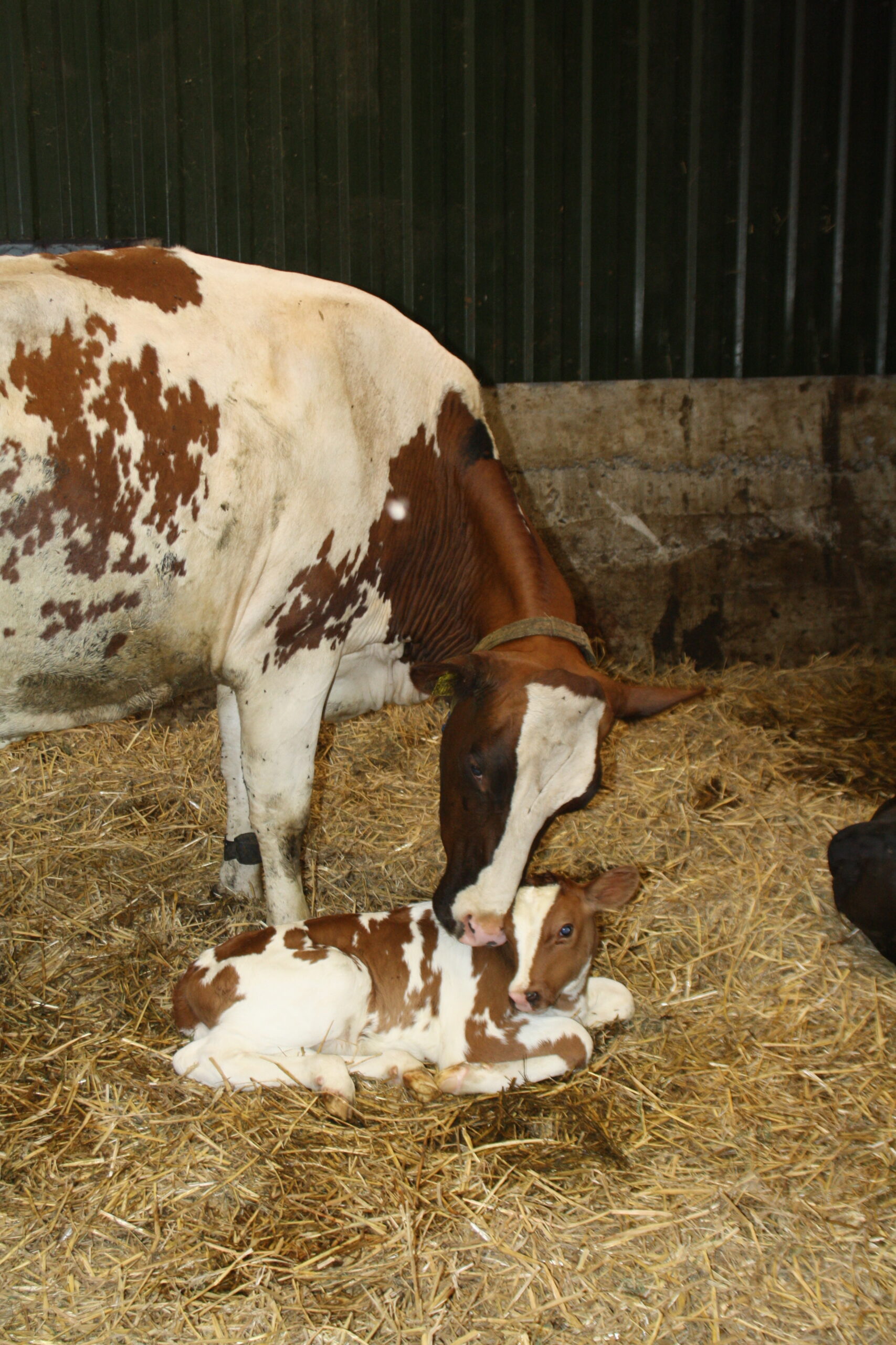 Pasgeboren kalfje rustend in de nieuwe kraamkamer van de Lange Hoeve.