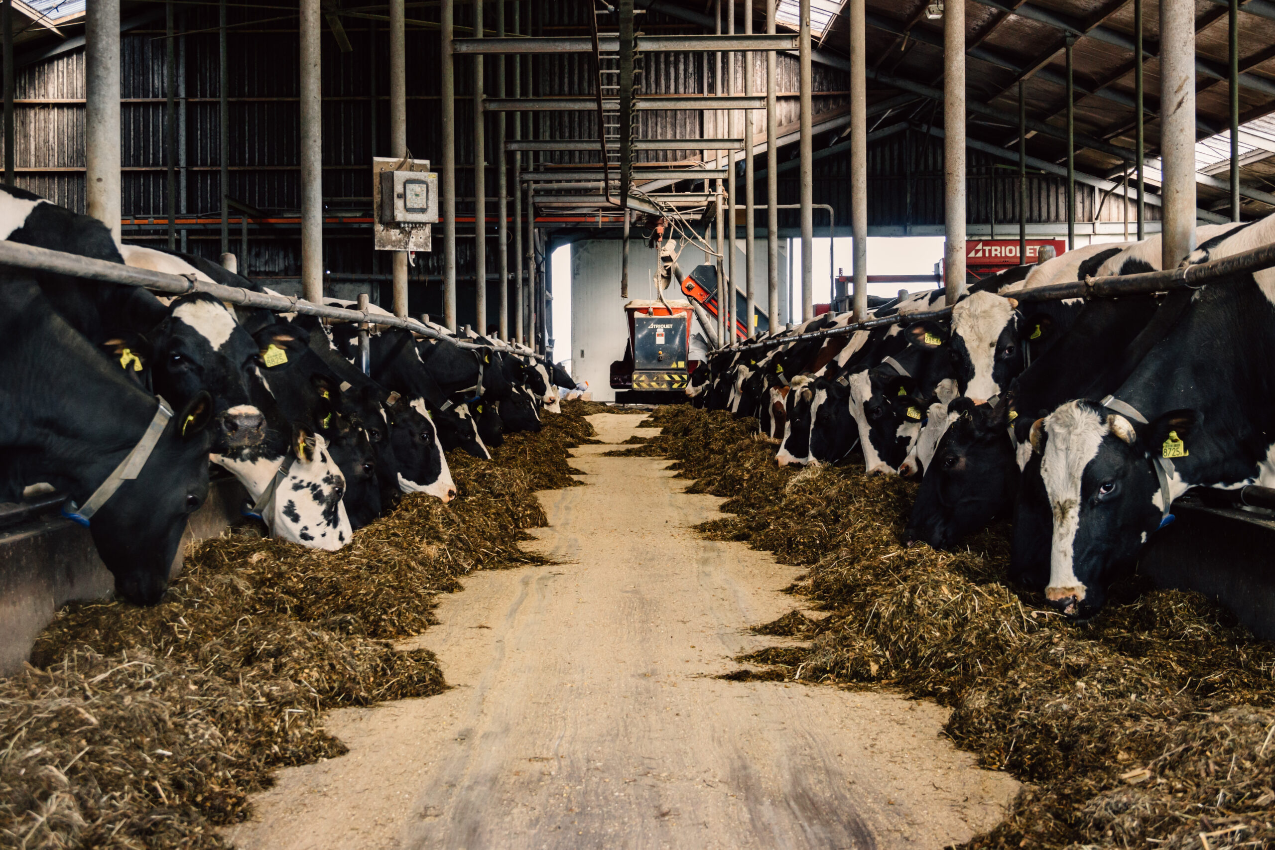 Interieur van de Groen Label stal op de Lange Hoeve met emissiearme vloersystemen voor duurzame melkveehouderij.